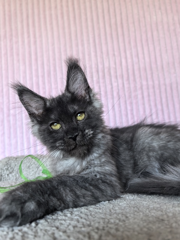 C*Mell Akbars (polydactyl 77/66) - Kitten maine-coon 4 months 1.5 week