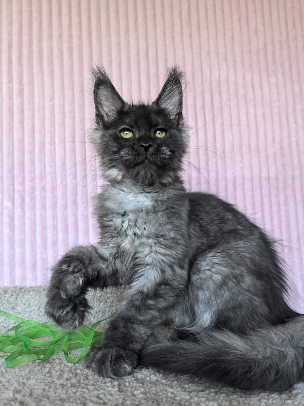 C*Mell Akbars (polydactyl 77/66) - Kitten maine-coon 4 months 1.5 week