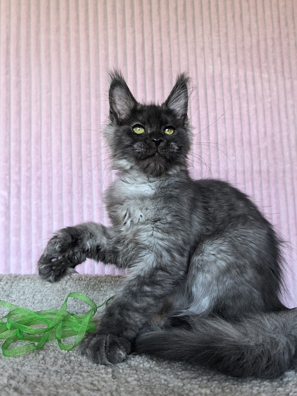 C*Mell Akbars (polydactyl 77/66) - Kitten maine-coon 4 months 1.5 week