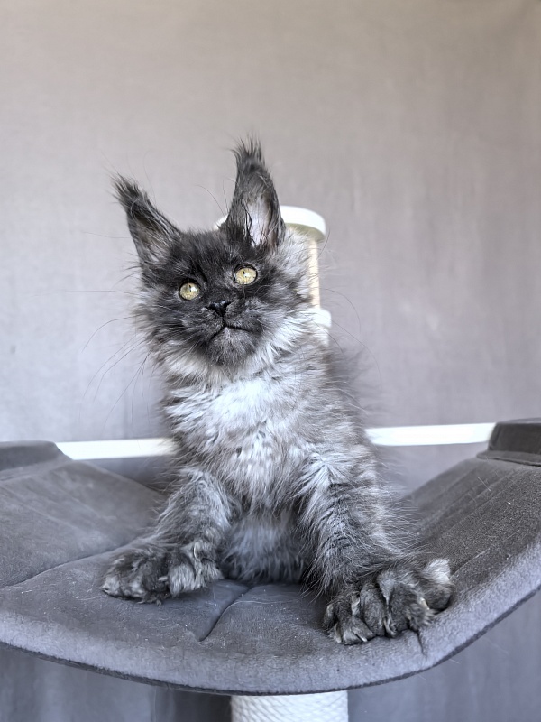 C*Mell Akbars (polydactyl 77/66) - Kitten maine-coon 2 months 1.5 week