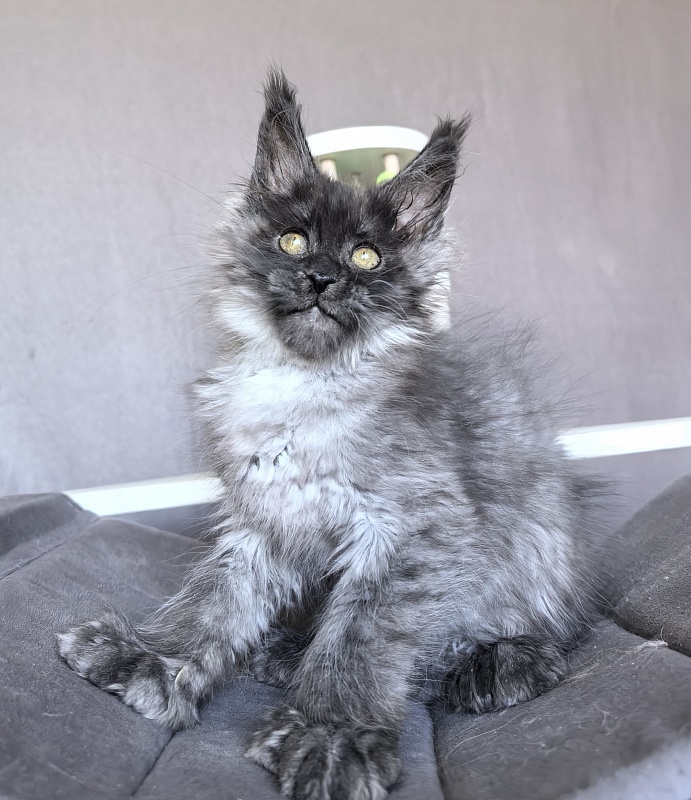 C*Mell Akbars (polydactyl 77/66) - Kitten maine-coon 2 months 1.5 week