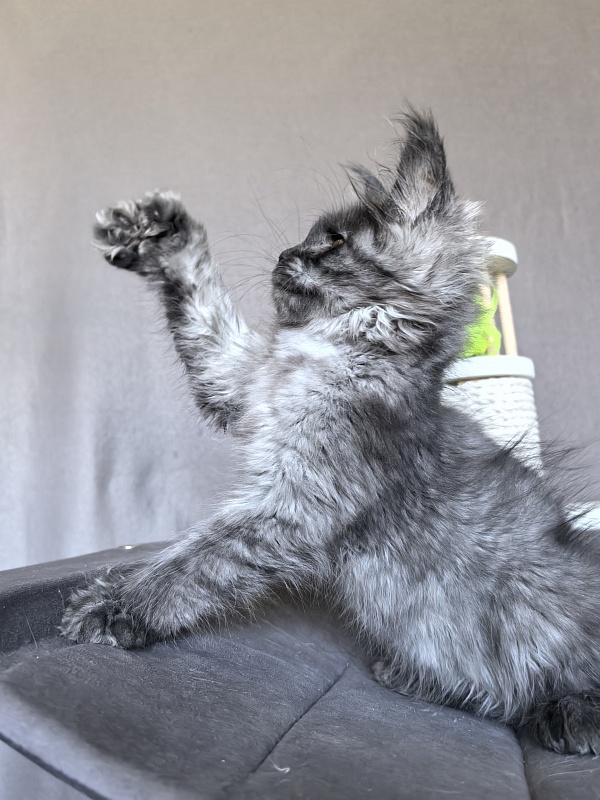 C*Mell Akbars (polydactyl 77/66) - Kitten maine-coon 2 months 1.5 week