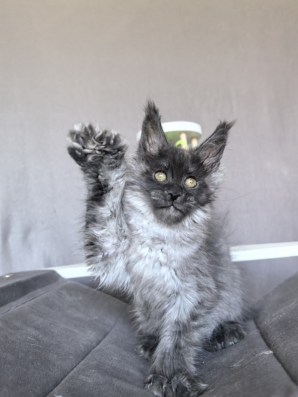 C*Mell Akbars (polydactyl 77/66) - Kitten maine-coon 2 months 1.5 week