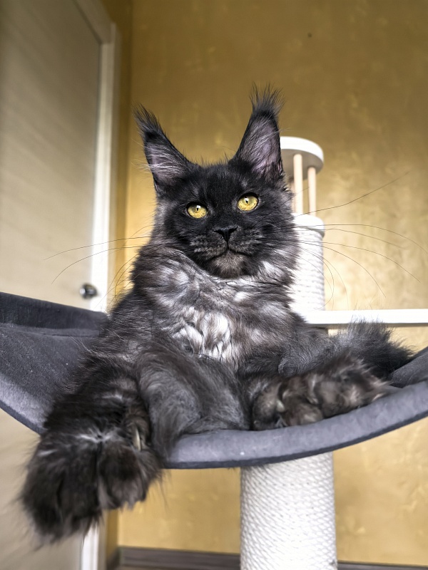 C*Mell Akbars (polydactyl 77/66) - Kitten maine-coon 6 months 4 weeks