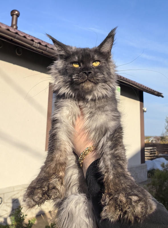 C*Mell Akbars (polydactyl 77/66) - Junior maine-coon 8 months 2 weeks