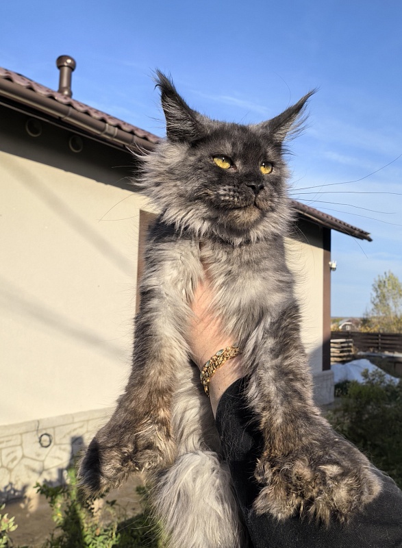 C*Mell Akbars (polydactyl 77/66) - Junior maine-coon 8 months 2 weeks
