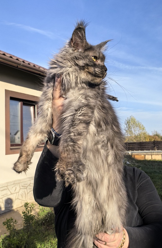 C*Mell Akbars (polydactyl 77/66) - Junior maine-coon 8 months 2 weeks