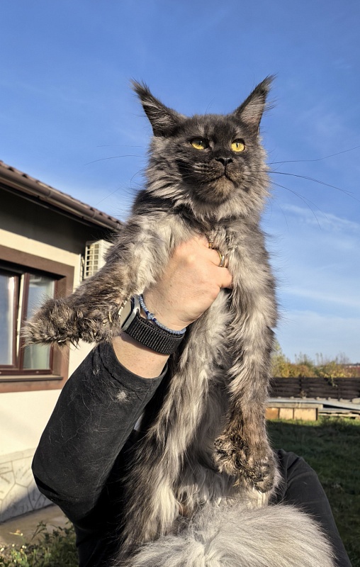 C*Mell Akbars (polydactyl 77/66) - Junior maine-coon 8 months 2 weeks