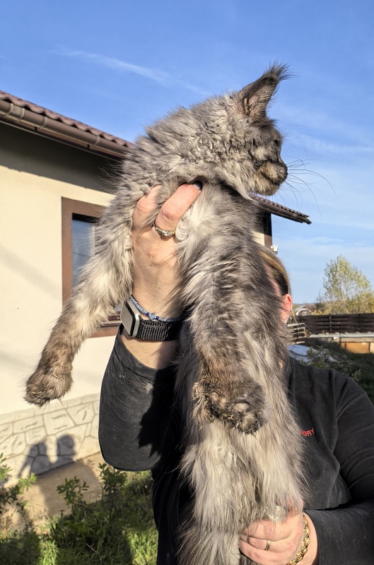 C*Mell Akbars (polydactyl 77/66) - Junior maine-coon 8 months 2 weeks