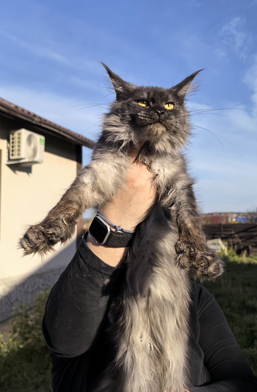 C*Mell Akbars (polydactyl 77/66) - Junior maine-coon 8 months 2 weeks