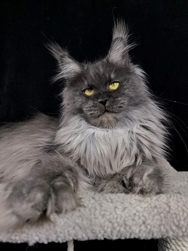 C*Mell  Akbars (polydactyl 77/66) - Adult maine-coon 1 year 3 weeks