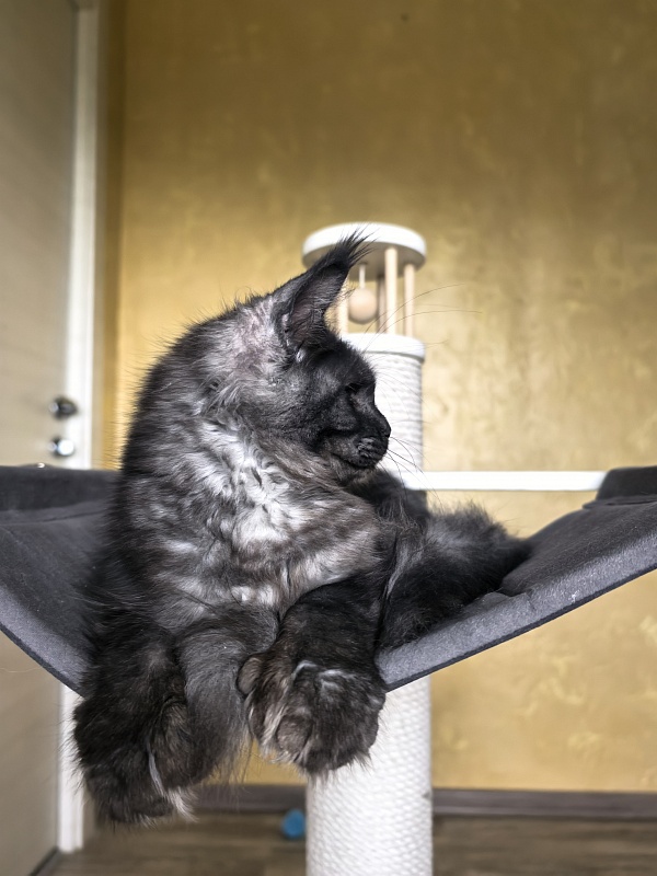 C*Mell Akbars (polydactyl 77/66) - Kitten maine-coon 6 months 4 weeks