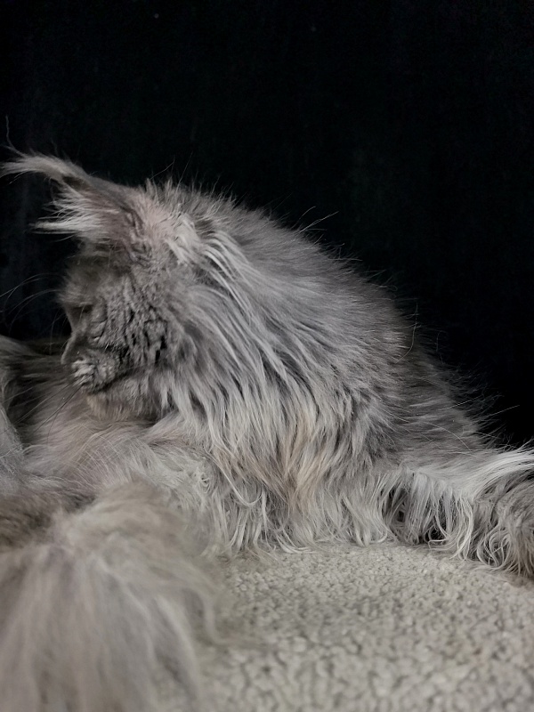 C*Mell  Akbars (polydactyl 77/66) - Adult maine-coon 1 year 3 weeks