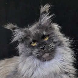 C*Mell  Akbars (polydactyl 77/66)