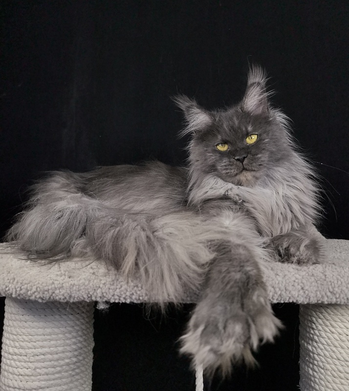 C*Mell  Akbars (polydactyl 77/66) - Adult maine-coon 1 year 3 weeks