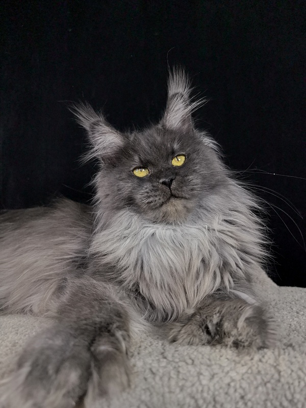 C*Mell  Akbars (polydactyl 77/66) - Adult maine-coon 1 year 3 weeks