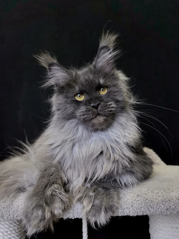 C*Mell  Akbars (polydactyl 77/66) - Adult maine-coon 1 year 3 weeks
