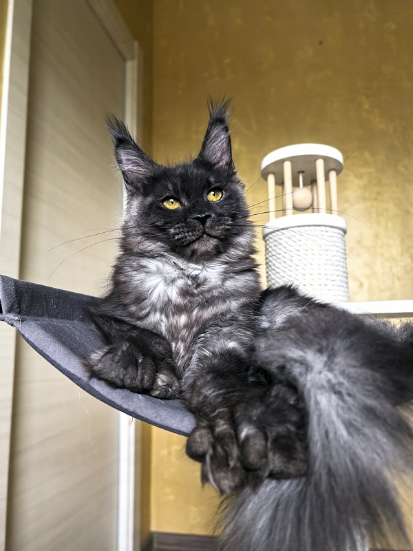 C*Mell Akbars (polydactyl 77/66) - Kitten maine-coon 6 months 4 weeks