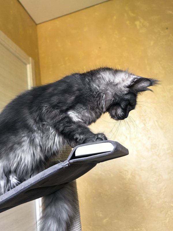 C*Mell Akbars (polydactyl 77/66) - Kitten maine-coon 6 months 4 weeks