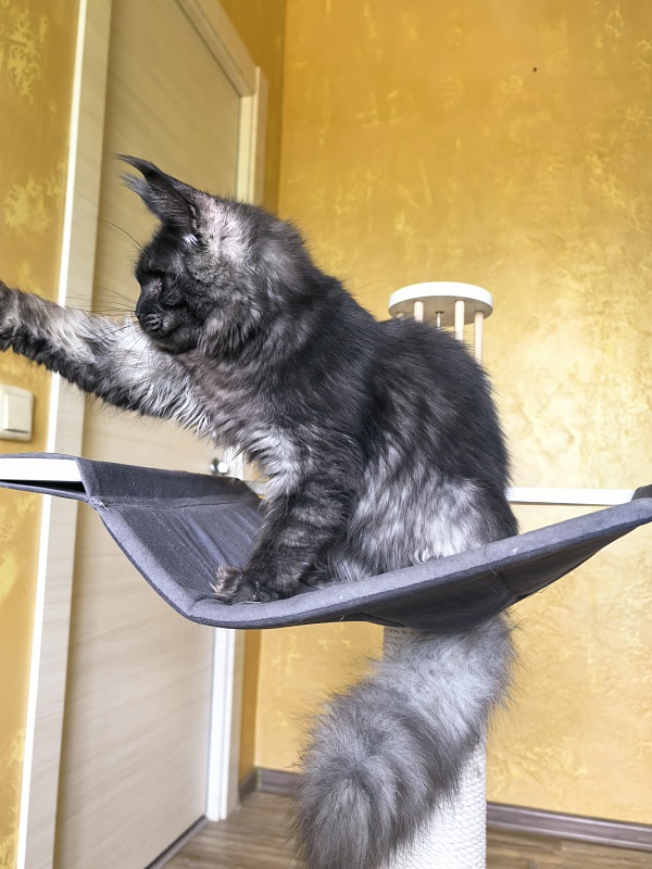 C*Mell Akbars (polydactyl 77/66) - Kitten maine-coon 6 months 4 weeks