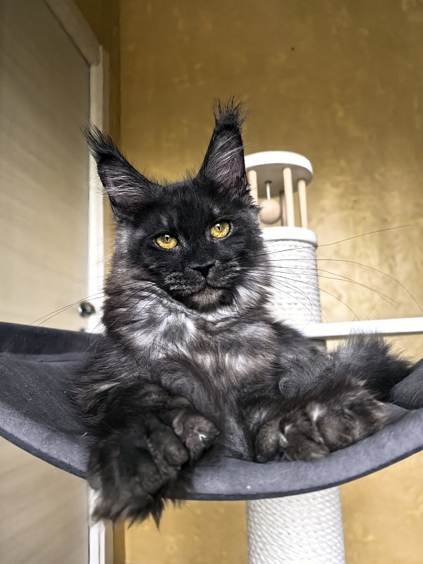 C*Mell Akbars (polydactyl 77/66) - Kitten maine-coon 6 months 4 weeks