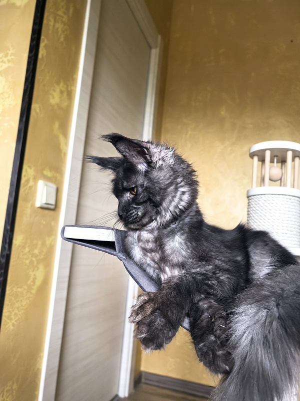 C*Mell Akbars (polydactyl 77/66) - Kitten maine-coon 6 months 4 weeks