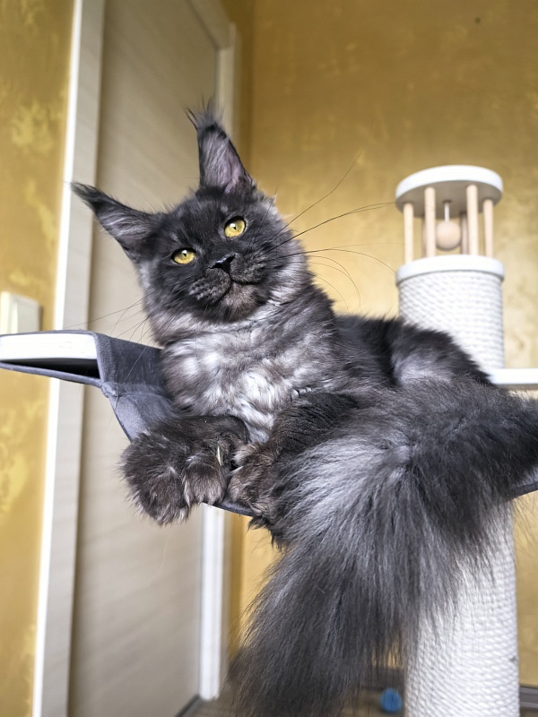 C*Mell Akbars (polydactyl 77/66) - Kitten maine-coon 6 months 4 weeks