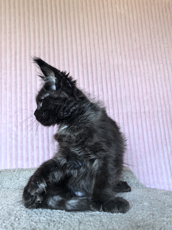 Chiara Akbars polydactyl 77/66) - Kitten maine-coon 4 months 1.5 week