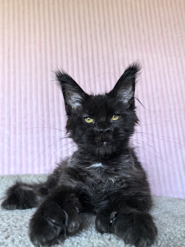 Chiara Akbars polydactyl 77/66) - Kitten maine-coon 4 months 1.5 week