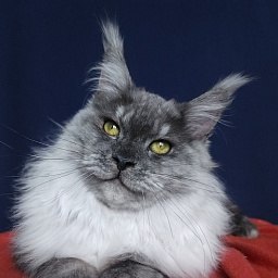 Marta Cat Akbars