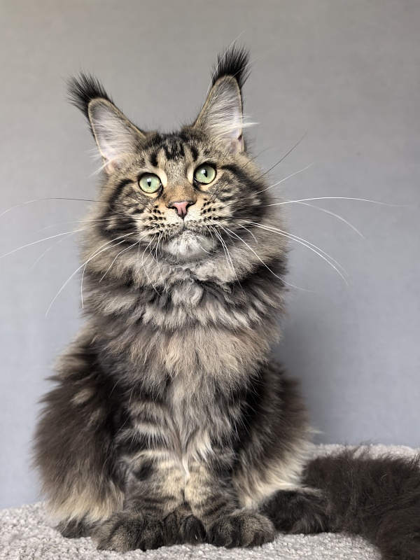 Elit Dev Akbars (polydactyl 66/66) - Junior maine-coon 7 months 3 weeks