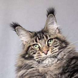 Elit Dev Akbars (polydactyl 66/66)