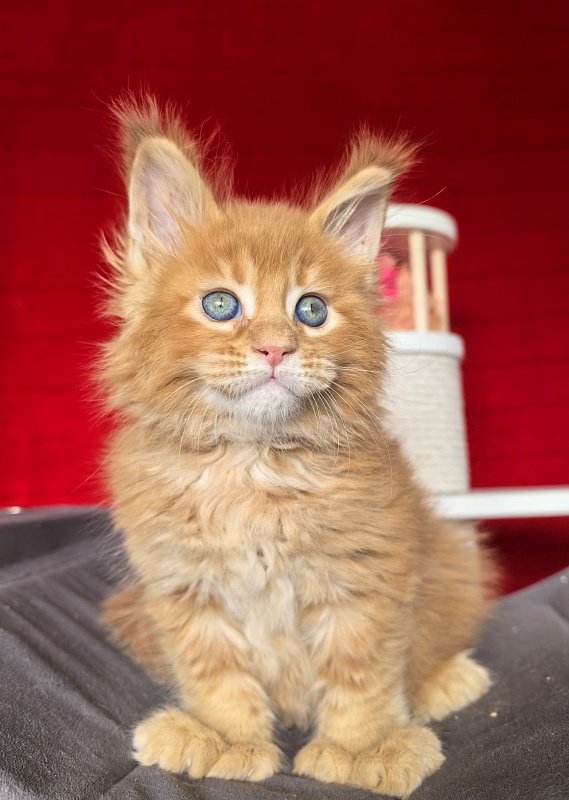 Elit Darina Akbars (polydactyl 66/66) - Kitten maine-coon 1 month 1.5 week