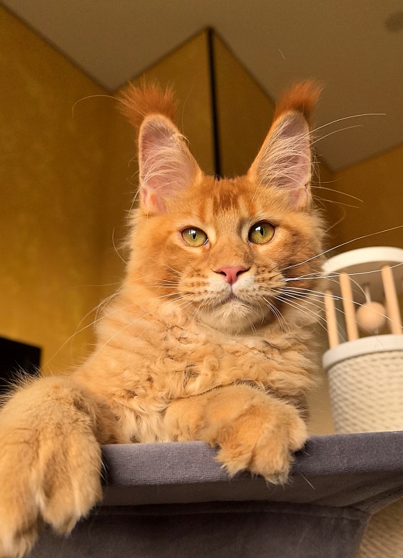 Elit Darina Akbars (polydactyl 66/66) - Kitten maine-coon 4 months 3 weeks