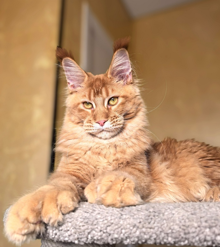 Elit Darina Akbars (polydactyl 66/66) - Kitten maine-coon 6 months 2.5 weeks