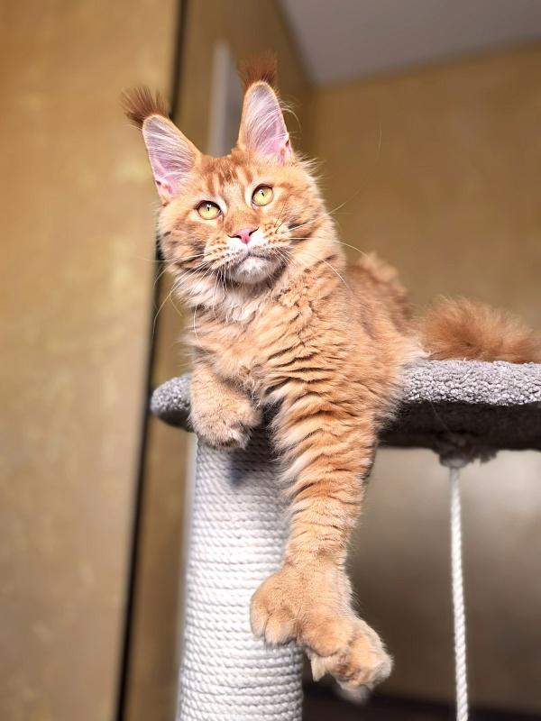 Elit Darina Akbars (polydactyl 66/66) - Kitten maine-coon 6 months 2.5 weeks