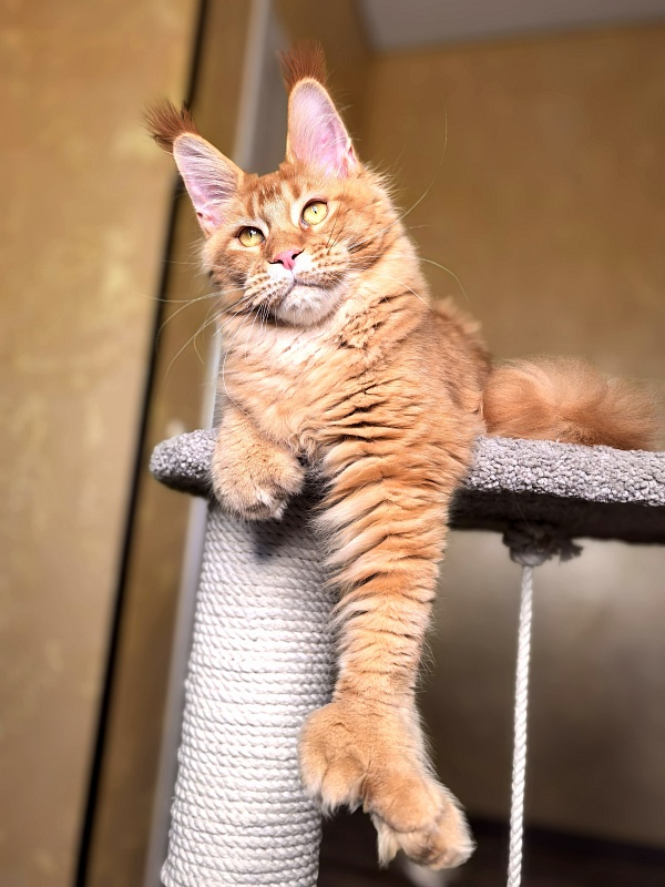 Elit Darina Akbars (polydactyl 66/66) - Kitten maine-coon 6 months 2.5 weeks