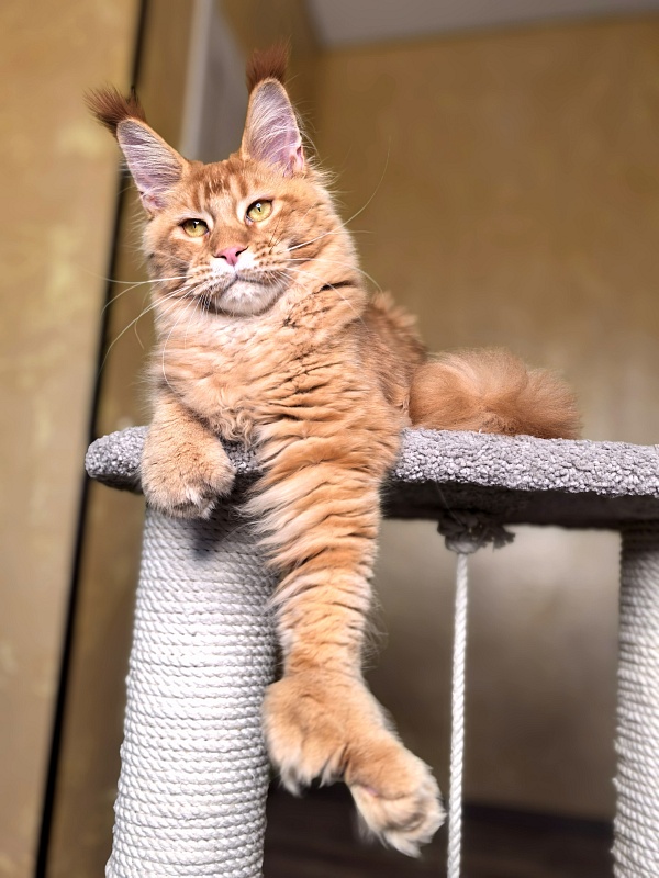 Elit Darina Akbars (polydactyl 66/66) - Kitten maine-coon 6 months 2.5 weeks
