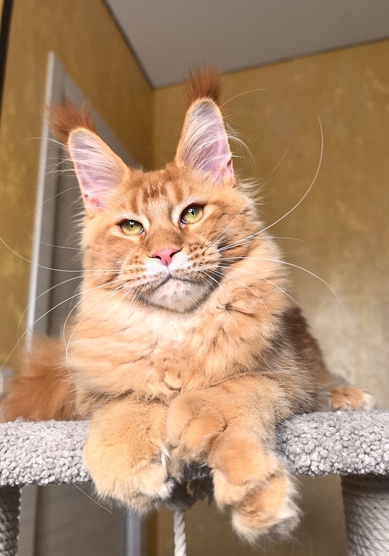 Elit Darina Akbars (polydactyl 66/66) - Kitten maine-coon 6 months 2.5 weeks