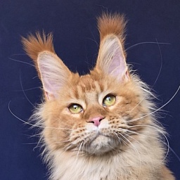 Elit Darina Akbars (polydactyl 66/66)