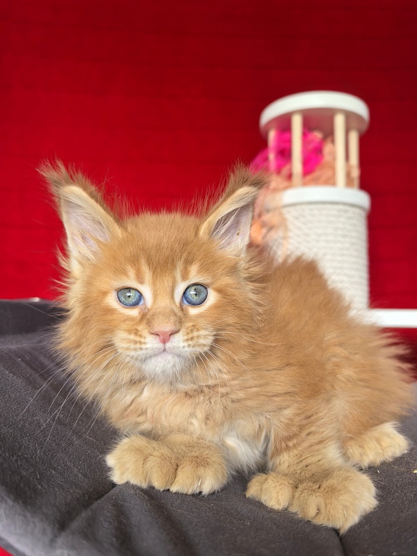 Elit Darina Akbars (polydactyl 66/66) - Kitten maine-coon 1 month 1.5 week