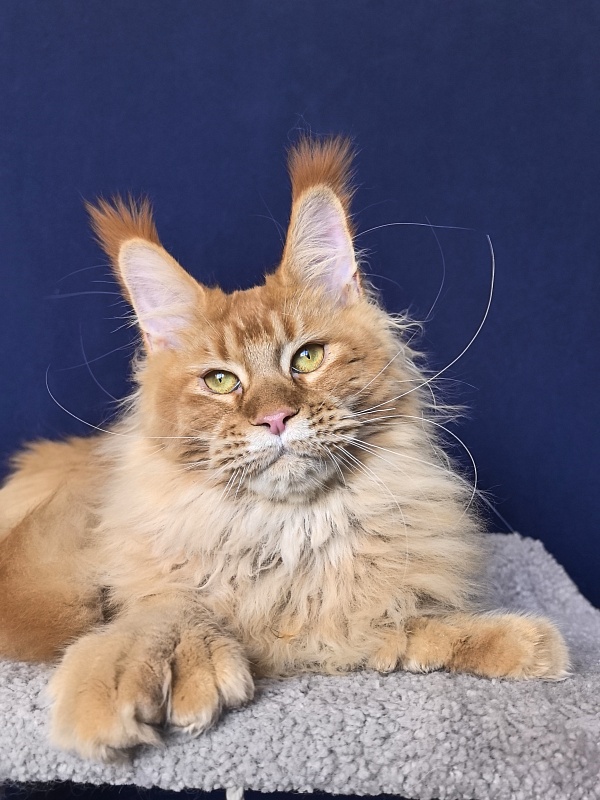 Elit Darina  Akbars (polydactyl 66/66) - Adult maine-coon 10 months