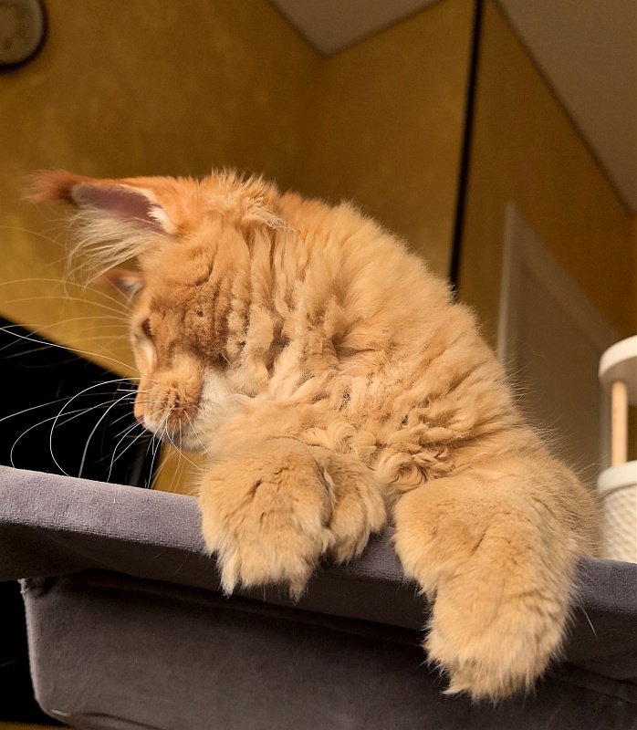Elit Darina Akbars (polydactyl 66/66) - Kitten maine-coon 4 months 3 weeks