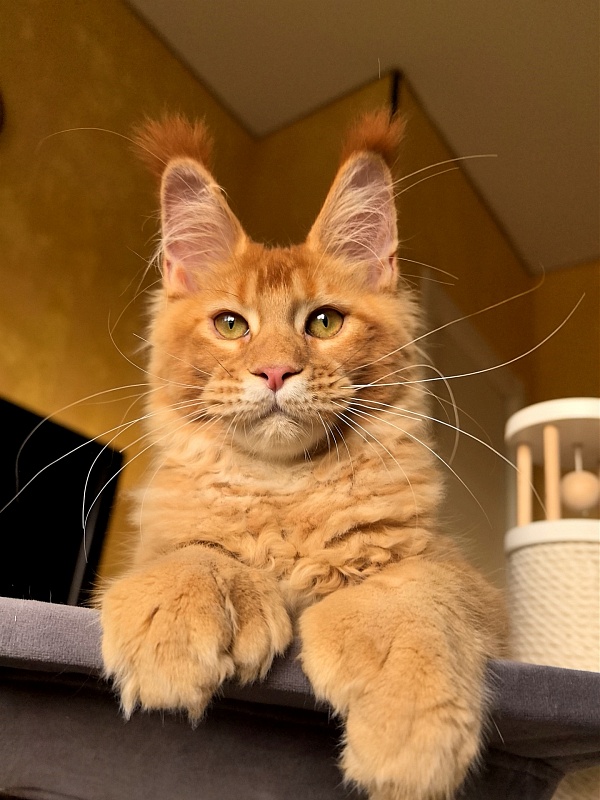 Elit Darina Akbars (polydactyl 66/66) - Kitten maine-coon 4 months 3 weeks