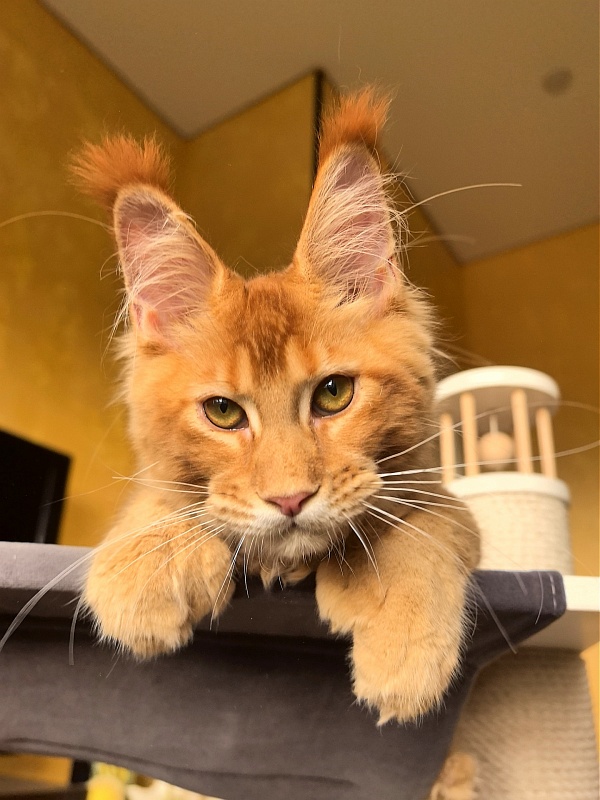 Elit Darina Akbars (polydactyl 66/66) - Kitten maine-coon 4 months 3 weeks