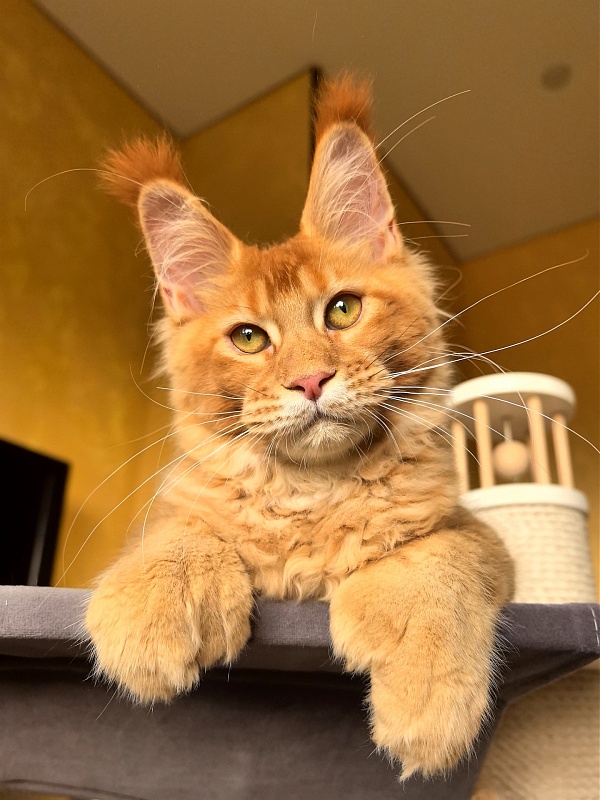 Elit Darina Akbars (polydactyl 66/66) - Kitten maine-coon 4 months 3 weeks