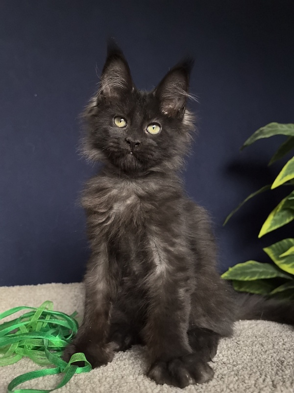 Jo*Hugo Akbars (polydactyl) 55/66 - Kitten maine-coon 3 months 1 week