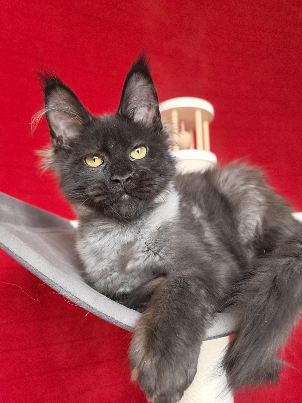 Jo*Hugo Akbars (polydactyl) 55/66 - Kitten maine-coon 3 months 3.5 weeks