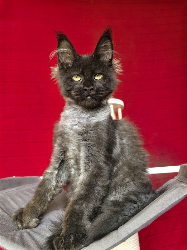 Jo*Hugo Akbars (polydactyl) 55/66 - Kitten maine-coon 3 months 3.5 weeks