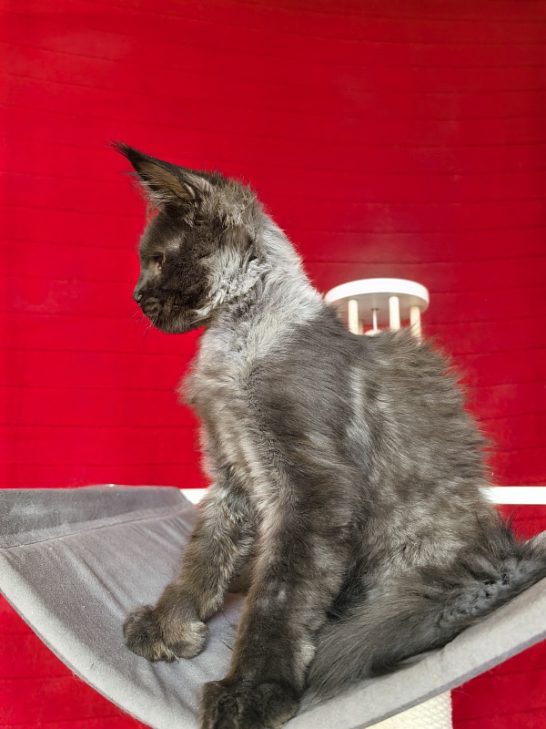 Jo*Hugo Akbars (polydactyl) 55/66 - Kitten maine-coon 3 months 3.5 weeks